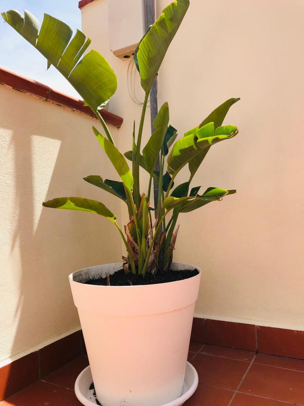 קטאניה Lavica Di Mezzo Apartments מראה חיצוני תמונה